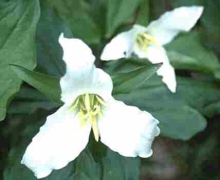Loch Ness Garden - Trillium Grandiflorum